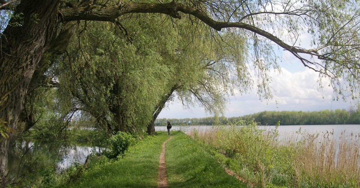Paved riverside path lined with willow branches and slow water alongside